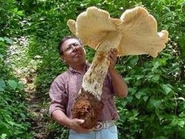 304479.us_cogumelo_gigante_ciencia_e_saude_209_279[1].jpg