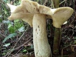304483.us_cogumelo_gigante_ciencia_e_saude_187_249[1].jpg