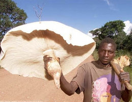 mushroom2zd.jpg