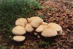 Macrocybe_titans_1a,_Tallahassee,_20020629.jpg