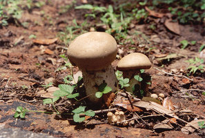 Macrocybe_titans_2,_Tallahassee,_20020629.jpg