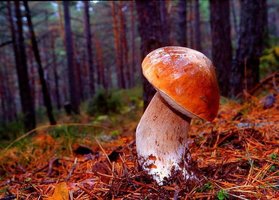 Boletus%20edulis%2015.jpg
