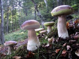 Jesus_Boletus_edulis.jpg