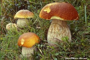 boletus_edulis(marco_floriani).jpg