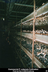 cultivation_commercial1.jpg
