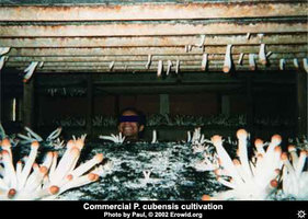 cultivation_commercial3.jpg