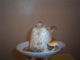 Transkeifrutos0201.jpg