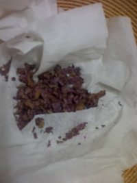 sclerotia1.JPG