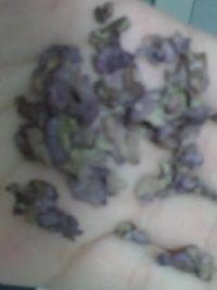 sclerotia2.JPG