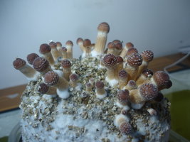 DSC07082.JPG