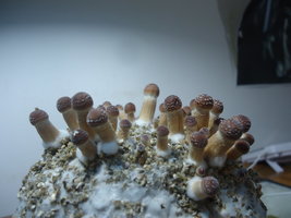 DSC07083.JPG