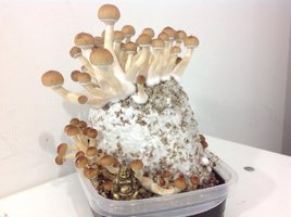 1flush.jpg