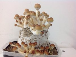 1flush4.jpg