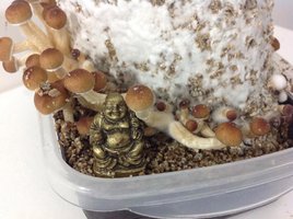 1flush8.jpg