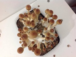 1flush10.jpg