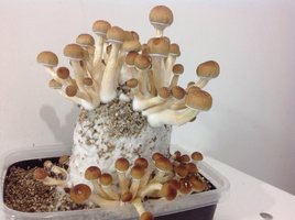 Florida cubensisde dread CM 1flush.jpg2.jpg