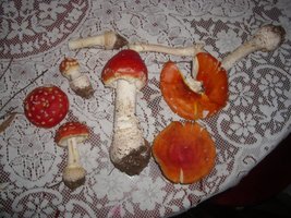 IMGP0080.JPG
