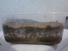 IMG095.jpg