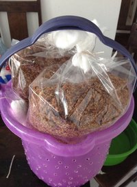 pasteuriza2.jpg