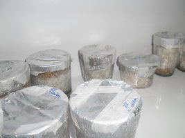 V. CHOPIM MICROPORES 19-05.JPG