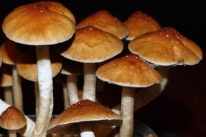Guadalajara freespore.com cubensis-guadalajara-1.jpg