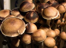 Chitwan freespore.com cubensis-Nepal-chitwan.jpg