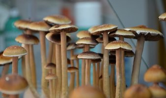 Tasmanian freespore.com Cubensis-Tasmanian.jpg