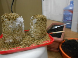 DSCN0904.JPG