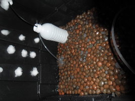 DENTRO TERRARIO.JPG