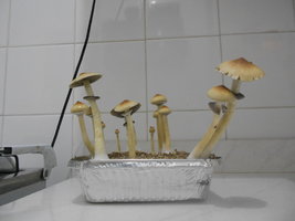 DSCN0977.JPG