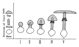 cap stalk base-crop.JPG