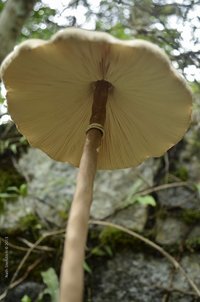 DSC_0824 (530x800).jpg