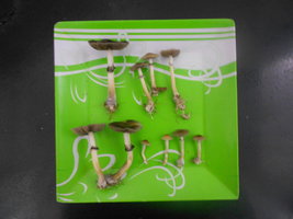 DSCN1005.JPG