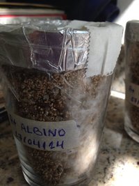 A+ Albino 005 04-05.jpg