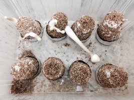 A+ Albino 001 06-06.JPG