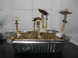 DSCN1008.JPG