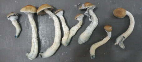 D_F1_609_colheita2.jpg
