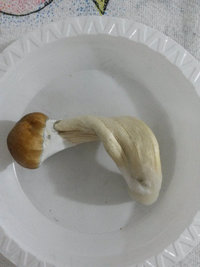 F_F2_C1_colhido.jpg