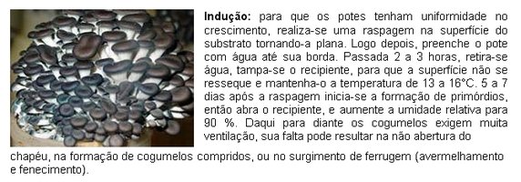Indução em potes.jpg