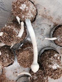 A+ Albino 003 10-06.JPG