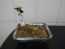 DSCN1033.JPG