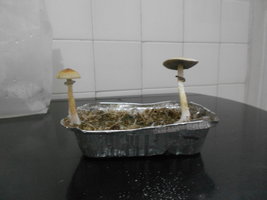 DSCN1041.JPG