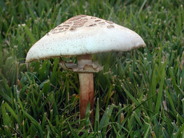 Chlorophyllum_molybdites(mgw-01).jpg