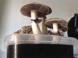 2flush.jpg