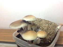 2flush2.jpg
