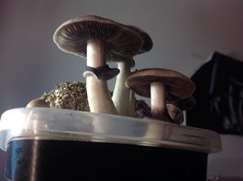 2flush3.jpg