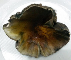 F_F3_C1_pileo.jpg