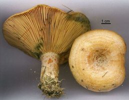 Lactarius_deliciosus.jpg