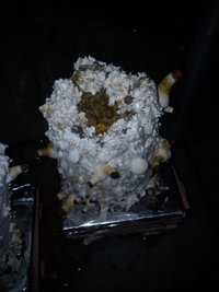 DSC_0789.jpg