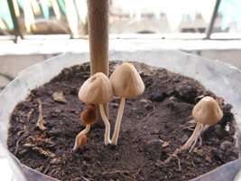 DSCF1257.JPG